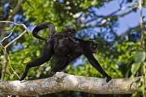 Black Spider Monkey (Ateles paniscus) mother with baby climbing tree, Manu National Park, Peru