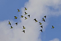 Dusky-headed Parakeet (Aratinga weddellii) flock flying, Manu National Park, Peru