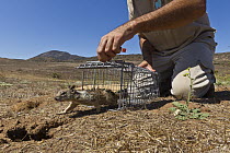 California Ground Squirrel (Spermophilus beecheyi) being released as part of relocation project to build nest burrows for burrowing owls, California