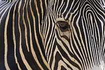 Grevy's Zebra (Equus grevyi), native to Africa