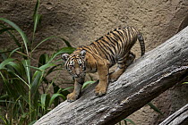 Malayan Tiger (Panthera tigris jacksoni) cub, native to southeast Asia
