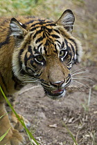 Sumatran Tiger (Panthera tigris sumatrae) cub, native to Sumatra