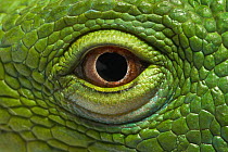 Fiji Banded Iguana (Brachylophus fasciatus) eye, native to Fiji
