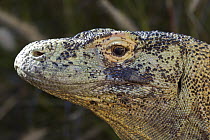 Komodo Dragon (Varanus komodoensis), native to Indonesia