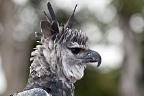 Harpy Eagle (Harpia harpyja) displaying by spreading head feathers, native to Central and South America