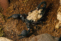 Emperor Scorpion (Pandinus imperator) female carrying babies on back, native to Africa