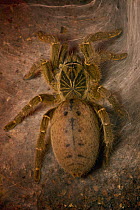 Tarantula (Pterinochilus sp), native to Africa