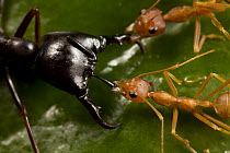 Weaver Ant (Oecophylla sp) pair defending against Driver Ant (Dorylus nigricans) attack, Africa