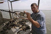 Fisherman, Nick Collins, with oyster harvest one year after BP disaster, only a few are alive out of 2,000 bivalves, Louisiana