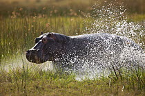 Hippopotamus (Hippopotamus amphibius) running in water, Moremi Game Reserve, Okavango Delta, Botswana