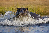 Hippopotamus (Hippopotamus amphibius) mock charging, Moremi Game Reserve, Okavango Delta, Botswana
