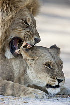 African Lion (Panthera leo) pair mating, Moremi Game Reserve, Okavango Delta, Botswana