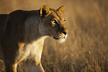 African Lion (Panthera leo) female stalking, Moremi Game Reserve, Okavango Delta, Botswana
