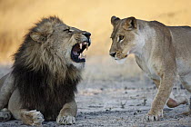 African Lion (Panthera leo) male roaring at female, Moremi Game Reserve, Okavango Delta, Botswana