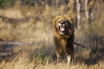 African Lion (Panthera leo) male flehming, Moremi Game Reserve, Okavango Delta, Botswana