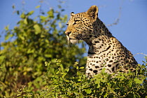 Leopard (Panthera pardus) in tree on lookout, Moremi Game Reserve, Okavango Delta, Botswana