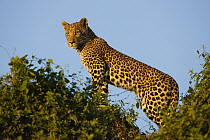 Leopard (Panthera pardus) in tree on lookout, Moremi Game Reserve, Okavango Delta, Botswana