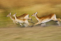 Lechwe (Kobus leche) females running, Moremi Game Reserve, Okavango Delta, Botswana