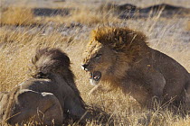 African Lion (Panthera leo) males fighting, Moremi Game Reserve, Okavango Delta, Botswana