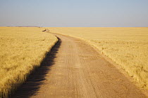 Dirt road across savanna, Namib-Naukluft National Park, Namib Desert, Namibia