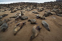Cape Fur Seal (Arctocephalus pusillus) colony, Cape Cross, Skeleton Coast, Namib Desert, Namibia