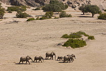 African Elephant (Loxodonta africana) herd walking in dry river bed, Skeleton Coast, Namib Desert, Namibia