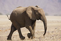 African Elephant (Loxodonta africana) sub-adult running, Skeleton Coast, Namib Desert, Namibia