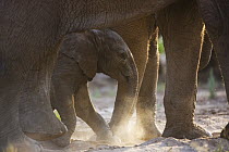 African Elephant (Loxodonta africana) calf walking underneath mother's belly, Skeleton Coast, Namib Desert, Namibia