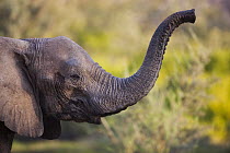 African Elephant (Loxodonta africana) smelling air, Skeleton Coast, Namib Desert, Namibia