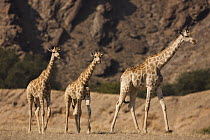 Angolan Giraffe (Giraffa giraffa angolensis) trio in desert, Skeleton Coast, Namib Desert, Namibia