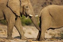 African Elephant (Loxodonta africana) bull in musth checking if female is in estrus, Skeleton Coast, Namib Desert, Namibia