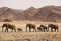 African Elephant (Loxodonta africana) herd crossing desert, Skeleton Coast, Namib Desert, Namibia