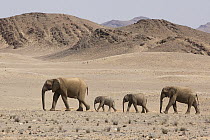 African Elephant (Loxodonta africana) female and calves crossing desert, Skeleton Coast, Namib Desert, Namibia