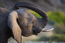 African Elephant (Loxodonta africana) scratching ear with trunk, Skeleton Coast, Namib Desert, Namibia