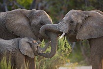African Elephant (Loxodonta africana) trio greeting, Skeleton Coast, Namib Desert, Namibia
