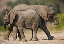 African Elephant (Loxodonta africana) calves, Skeleton Coast, Namib Desert, Namibia