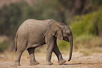 African Elephant (Loxodonta africana) calf, Skeleton Coast, Namib Desert, Namibia