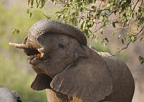African Elephant (Loxodonta africana) young bull lifting trunk over its head, Skeleton Coast, Namib Desert, Namibia