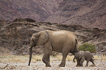 African Elephant (Loxodonta africana) mother with calf, Skeleton Coast, Namib Desert, Namibia