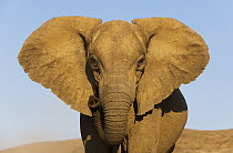 African Elephant (Loxodonta africana), Skeleton Coast, Namib Desert, Namibia