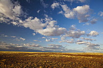 Sturt Stony Desert with cumulus clouds, Queensland, Australia