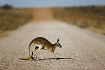 Red Kangaroo (Macropus rufus) crossing dirt road, Queensland, Australia