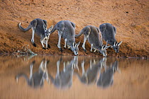 Red Kangaroo (Macropus rufus) males drinking at waterhole, Sturt National Park, New South Wales, Australia