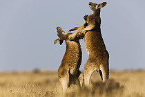 Red Kangaroo (Macropus rufus) males fighting, Sturt National Park, New South Wales, Australia