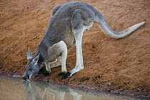 Red Kangaroo (Macropus rufus) male drinking at waterhole, Sturt National Park, New South Wales, Australia