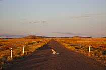 Red Kangaroo (Macropus rufus) on road, Queensland, Australia
