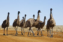 Emu (Dromaius novaehollandiae) group on road, Sturt National Park, New South Wales, Australia