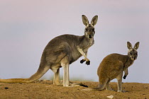 Red Kangaroo (Macropus rufus) mother and joey, Sturt National Park, New South Wales, Australia