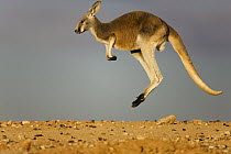 Red Kangaroo (Macropus rufus) jumping, Sturt National Park, New South Wales, Australia