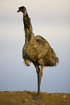 Emu (Dromaius novaehollandiae) male, Sturt National Park, New South Wales, Australia